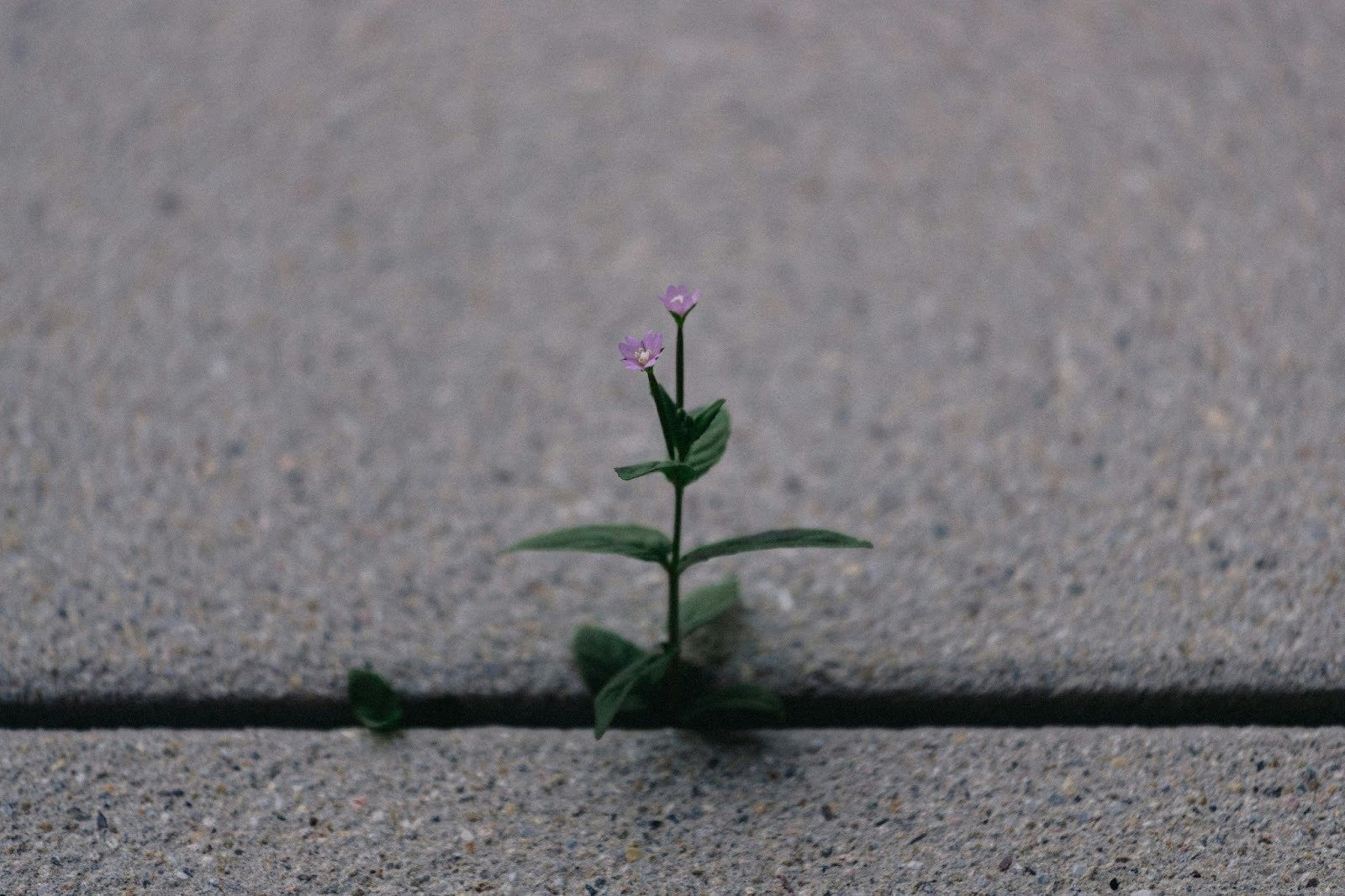 Small purple flower growing through a crack in concrete symbolizing resilience and quiet growth.
